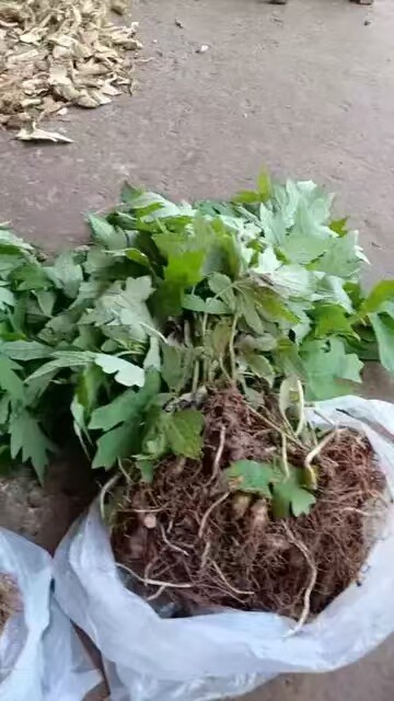 原生态大黄草种苗 中草药南北付