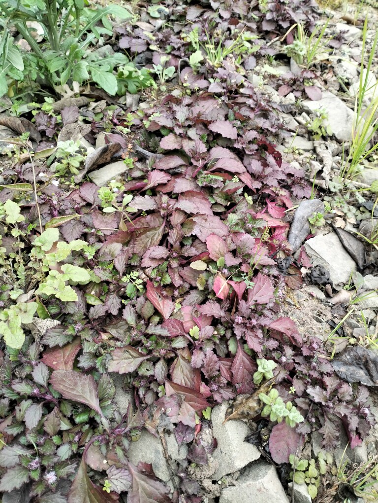 天然白毛夏枯草（苗）中药草 苦草苗 带根易活易种 庭院菜园可种