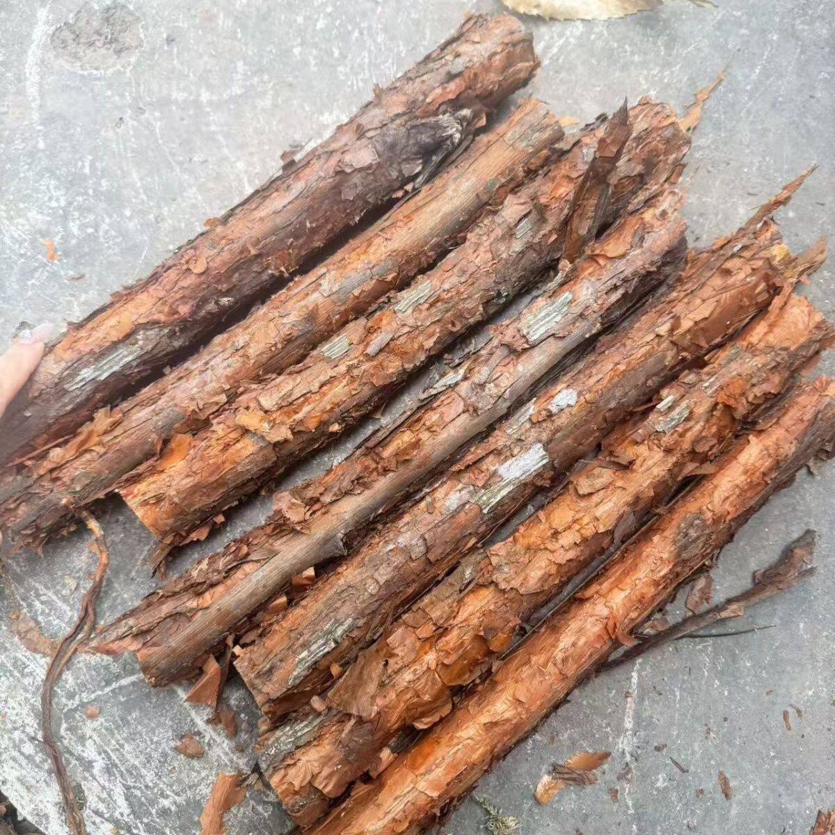 现挖山木香老桩嫁接月季红刺藤蔷薇砧木盆栽庭院绿化苗木包邮新鲜