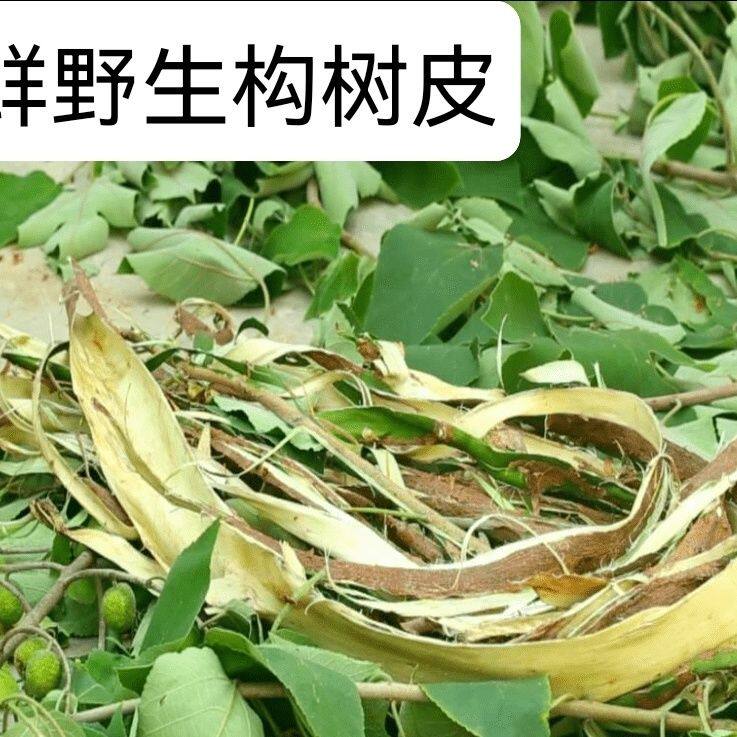 四川野生构树叶新鲜现剥 构树皮 楮桃树皮 楮实子皮汁液 构叶3斤