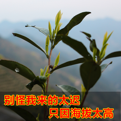 新茶叶现货特级浓香黄山毛峰