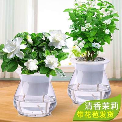 绿植茉莉水养室内富贵竹栀子花