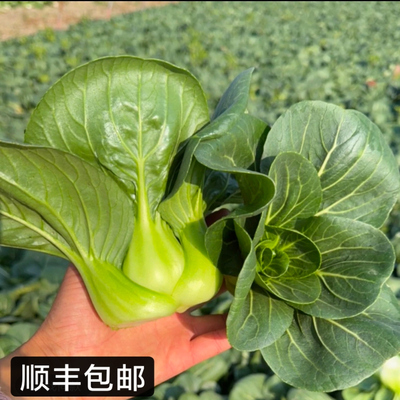苏州青青菜顺丰包邮现摘新鲜发货