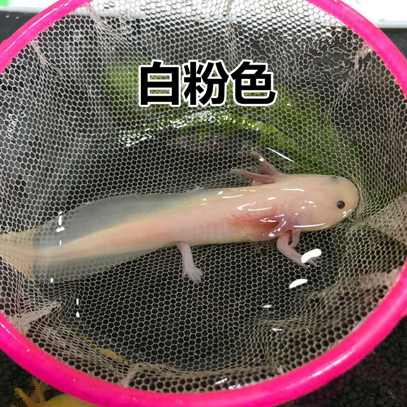 网友分享在meiguo.com的图片