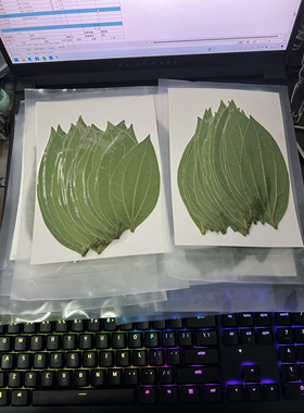 叶雕专用树叶平安树叶激光雕刻树叶干燥处理快速发货