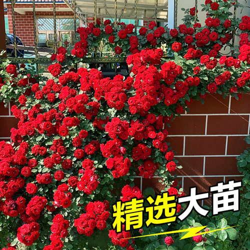 欧洲藤本月季 爬藤植物蔷薇花苗 爬墙花阳台庭院攀援花卉欧月大苗