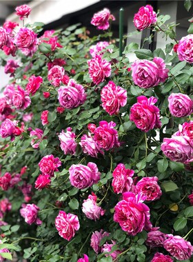 无刺伊蕾莎斯特爬藤本月季花苗大花红色条纹玫瑰庭院好养四季开
