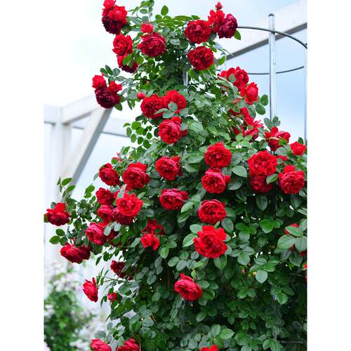 佛罗伦蒂娜藤本月季花大苗盆栽多季开正红花阳台庭院围墙爬藤蔷薇