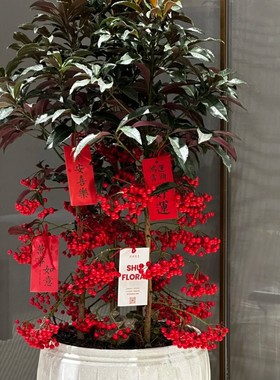 富贵籽盆栽黄金万两招财花卉