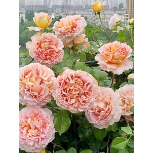 亚伯拉罕奥斯汀藤本月季花大苗特大花浓香阳台庭院爬藤花卉绿植物