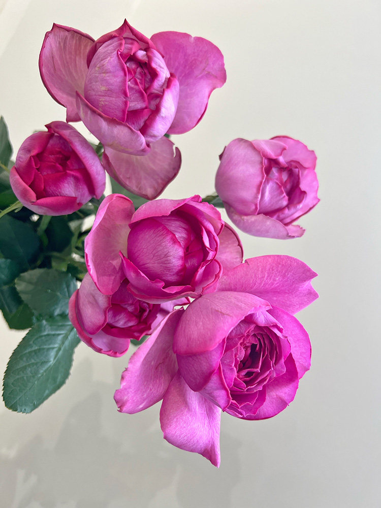 切花月季伊芙系列伊芙新娘多花月季耐热抗病开花大浓香花卉玫瑰苗