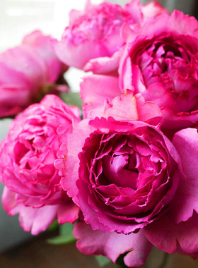 嫁接 伊芙伯爵 浓香粉紫色大花月季花玫瑰花苗