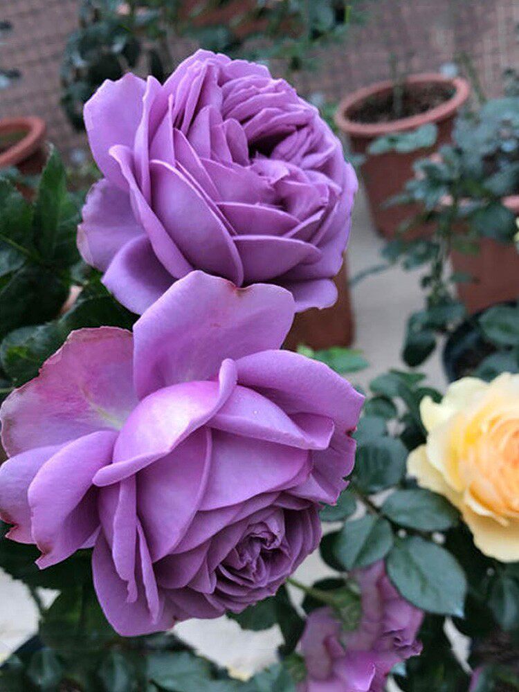 微蓝/新品大花蓝紫色月季玫瑰花苗多季勤开抗病强多头浓香