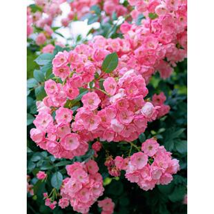 安吉拉藤本月季花大苗盆栽丰花多头阳台庭院爬藤蔷薇花苗多季开花