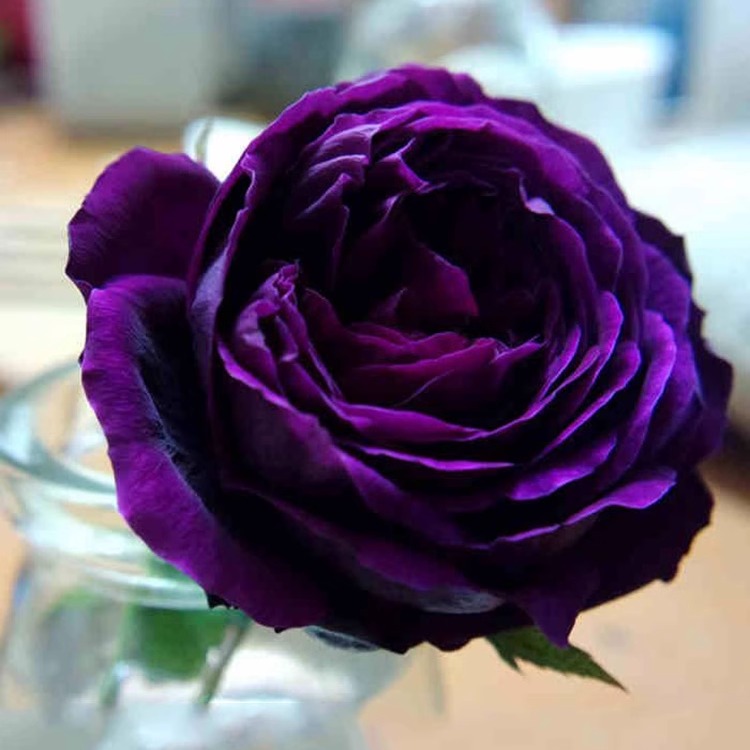 品种月季苗大花浓香皇宫紫黑的包子玫瑰花苗四季开水果香味