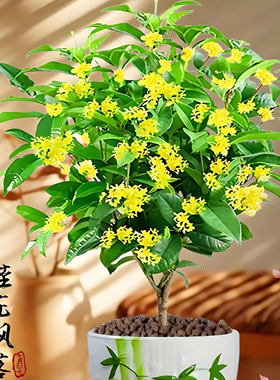 桂花树苗盆栽四季桂沉香丹桂八月金桂浓香型庭院室内常青植物盆景