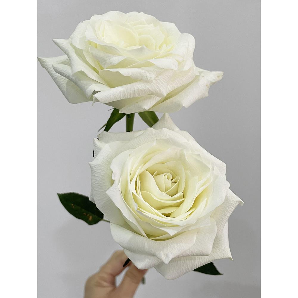 绿云大花浓香月季花大苗勤花品种阳台庭院绿植花卉玫瑰花盆栽四季