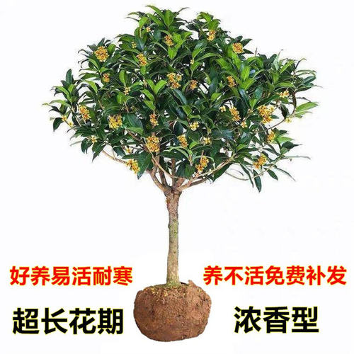 桂花树苗地栽四季常青桂花树金桂丹桂大树苗庭院绿化植物浓香花卉