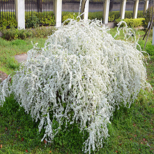 阳台观花耐寒喷雪花苗盆栽珍珠梅大苗多花雪柳垂吊花卉室外绿植物