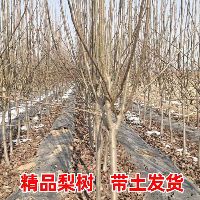特大梨树果苗带土球南方北方庭院种植沙梨香梨翠冠嫁接秋月梨树苗