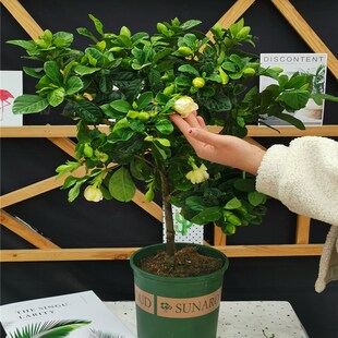 植物不断浓香带花苞植物室内好养绿植花卉 栀子花盆栽大颗独杆四季