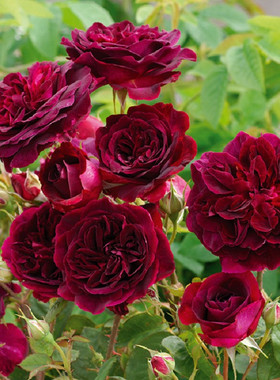 紫黑色浓香月季曼斯特黑伍德庭院芳香花园阳台玫瑰室内外花卉绿植