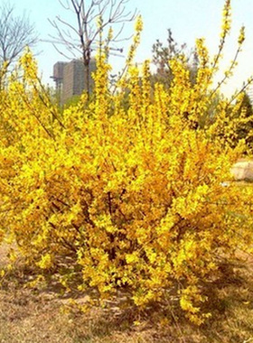 连翘树苗绿化苗连翘苗庭院绿化工程苗木迎春花风景树苗黄老虎小苗