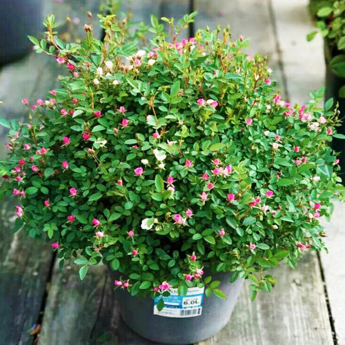阳台月季花超微四季开花庭院阳台丰花月季玫瑰花盆栽灌木耐寒
