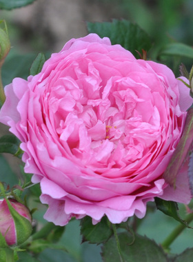 灌木月季花苗【尚塔尔梅里厄/香岱儿梅里埃/Chantal Mérieux)】