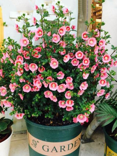 四季开小木槿盆栽花苗多年生灌木阳台观花绿植盆栽木槿花苗