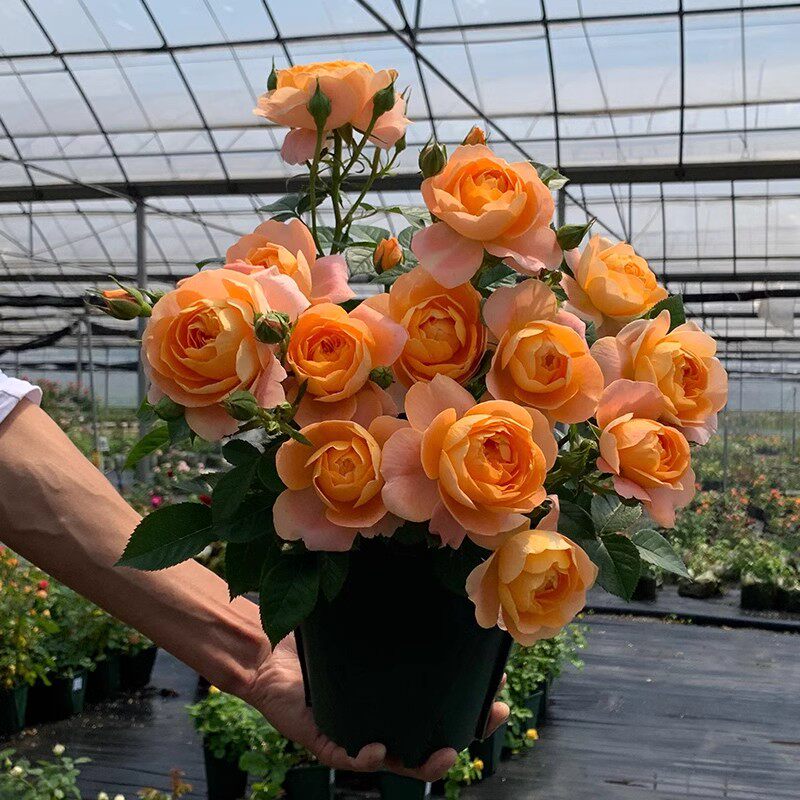 果汁阳台花苗带花苞花卉观花绿植物室内外盆栽浓香大花玫瑰月季苗