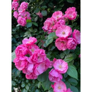 藤本月季花苗盆栽安吉拉攀援爬藤阳台勤花品种庭院蔷薇花苗长势快