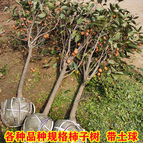 柿子苗树脆甜柿火晶红灯笼软柿庭院果树南北方种植特大柿子树果苗