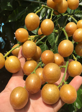 新品种纯甜无核大果冰糖黄皮苗树庭院南方种植鸡心黄皮果树苗带土