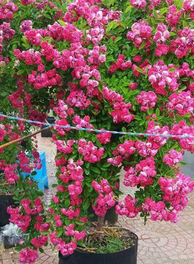黄色木香花室内外浓香花卉白色七里香阳台垂吊爬藤蔷薇花植物盆栽