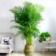 散尾葵大型绿植袖 常青花卉绿植盆栽 珍椰子凤尾竹客厅室内盆栽四季