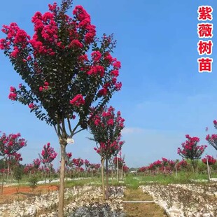 紫薇树苗占地拆迁树紫薇花苗紫薇小苗红火箭紫薇树苗百日红花期长