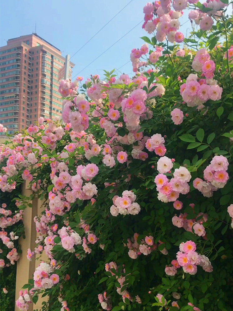 经典老品种十姐妹多花蔷薇花苗盆栽爬藤粉色大花浓香七姐妹当年开