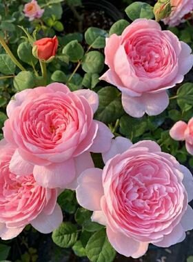 四季开英国奥斯汀浓香玫瑰花苗瑞典女王丰花小藤本花蔷薇浓香花苗