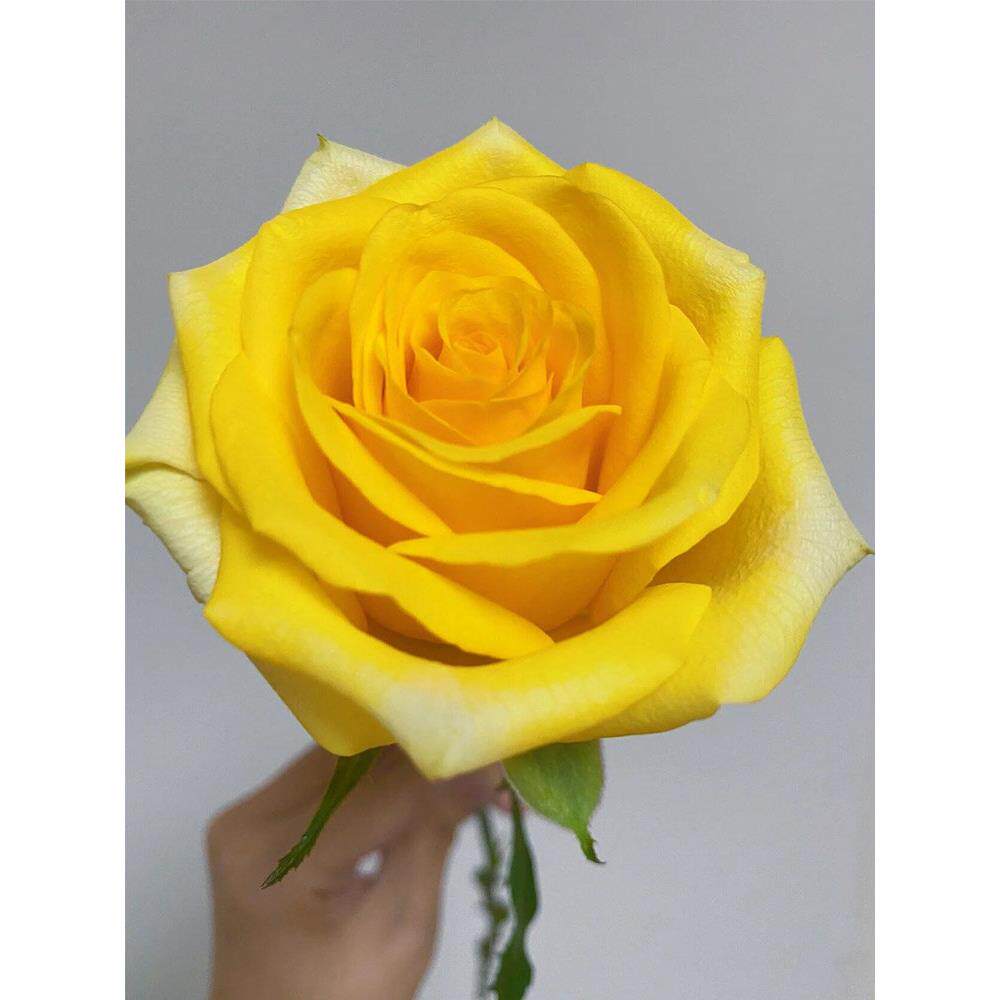 黄和平月季花大苗特大花浓香玫瑰苗阳台庭院盆栽四季观花绿植花卉