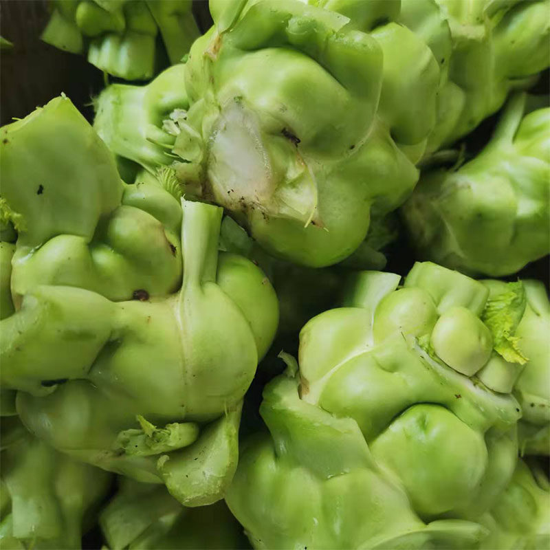 榨菜头重庆农家种植现砍新鲜疙瘩菜涪陵青菜头菱角菜羊角包包菜头