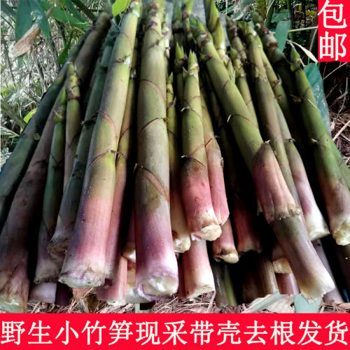 重庆梁平特产新鲜竹笋