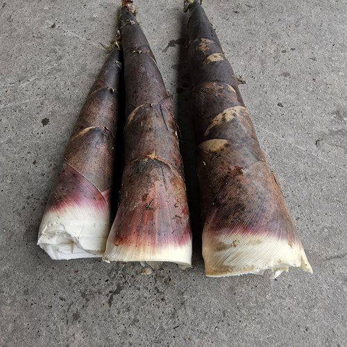 新鲜现挖寿竹笋小竹笋子正宗重庆特产农家现挖鲜笋带壳竹笋