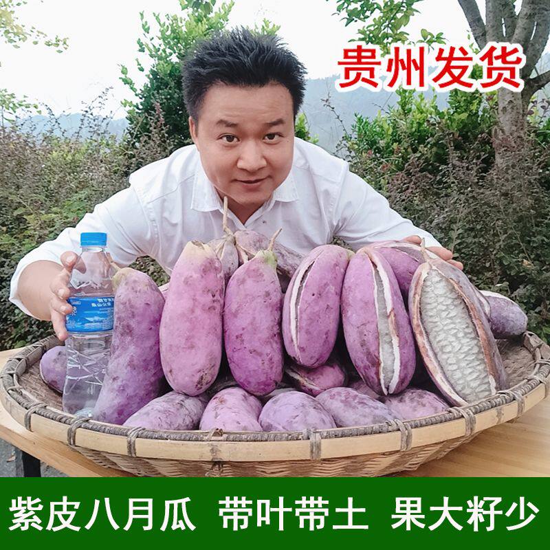 八月瓜树苗 八月炸苗少籽大果 常绿爬藤带叶子营养杯带土新款