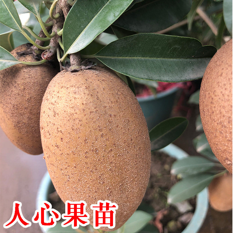 人心果苗树苗四季南方越南人心果海南嫁接苗带果发货当年结果包邮