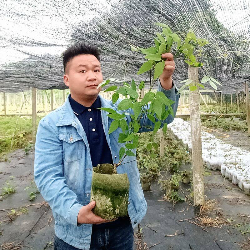 八月瓜树苗正宗八月炸苗带杯带土带叶贵州发货南方种植爬藤多年生