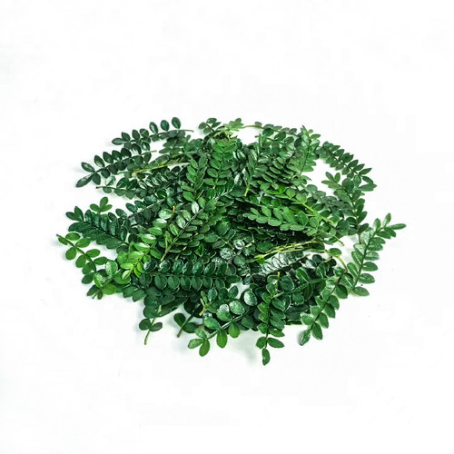 清香木基地量大批发一件包邮