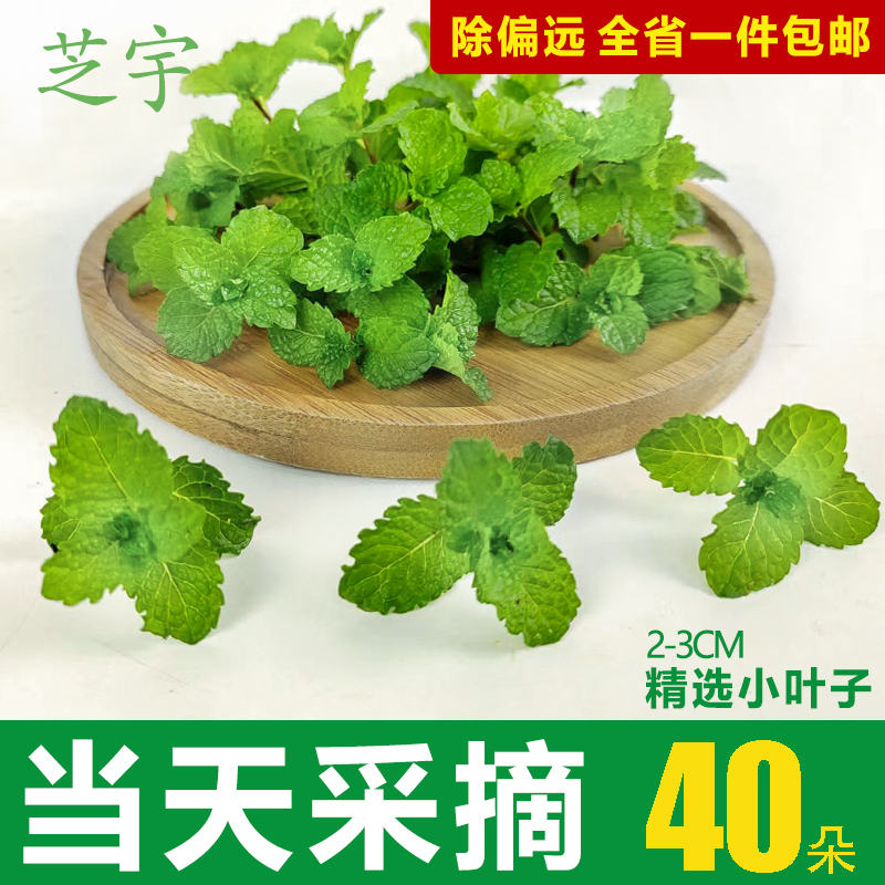 新鲜薄荷十香菜种子留兰香冲饮食用酸奶酱上选种苗幼苗盆裁