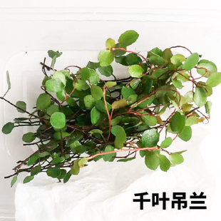 千叶吊兰垂吊绿植小苗盆栽观叶植物新鲜蛋糕专用装饰烘焙糕点点缀