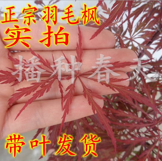 羽毛枫树苗庭院植物盆栽红枫树苗青红羽毛枫苗羽毛枫小苗绿化苗木图片